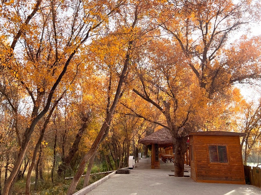 《不老松：纪实摄影》【山河锦绣】南疆游摄：金湖杨国家森林公园！ (8)