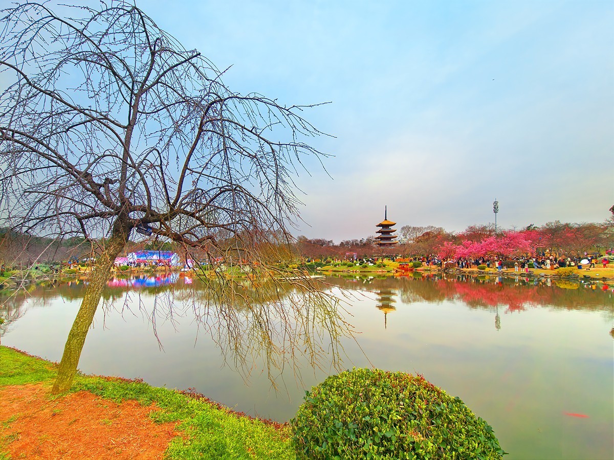 武汉东湖樱花园7