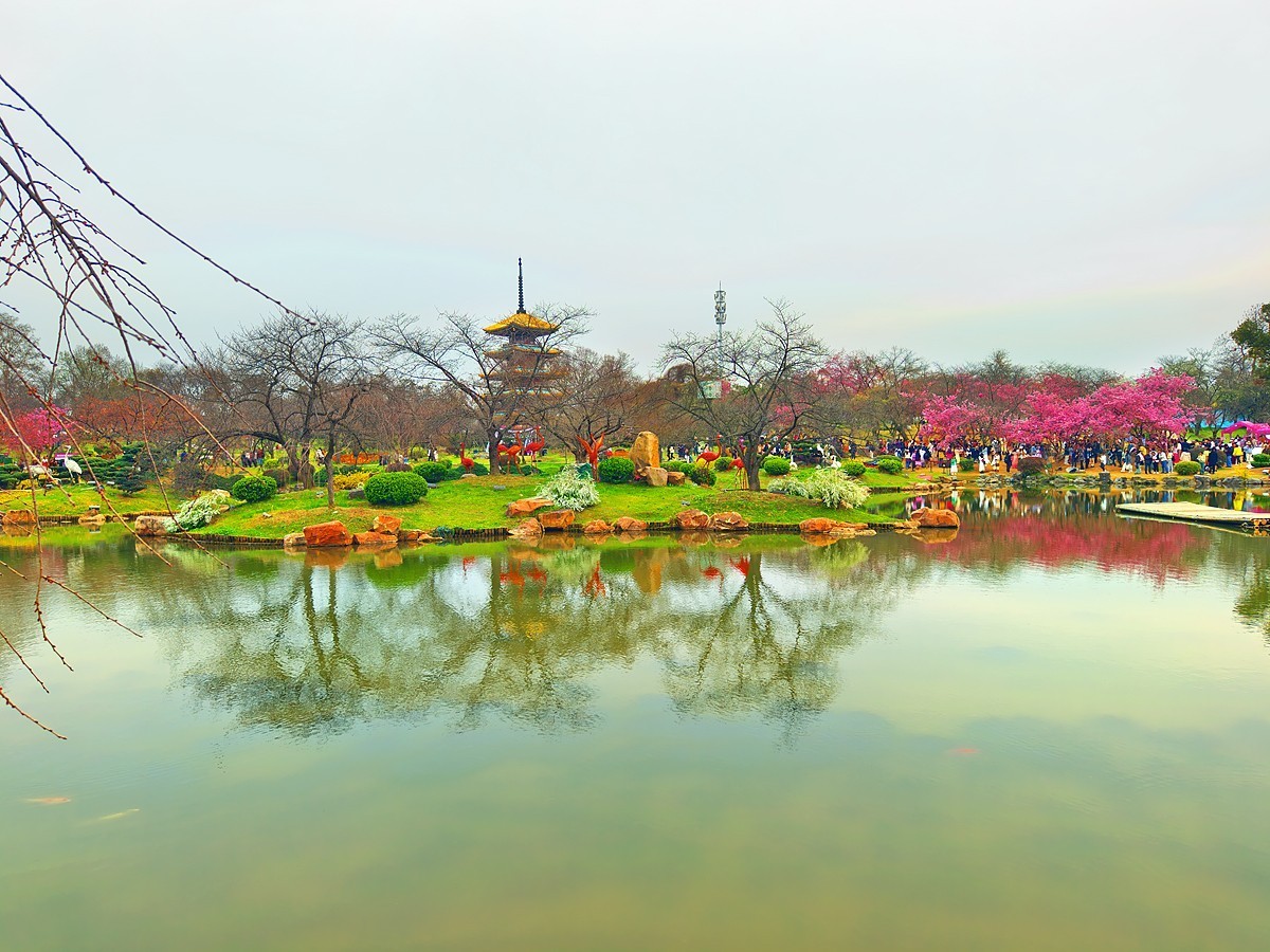 武汉东湖樱花园7