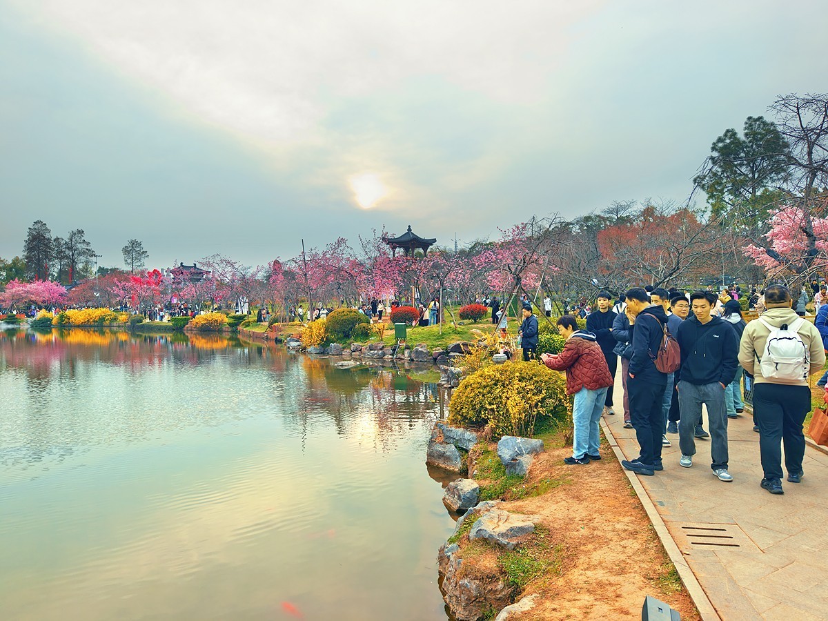 武汉东湖樱花园7