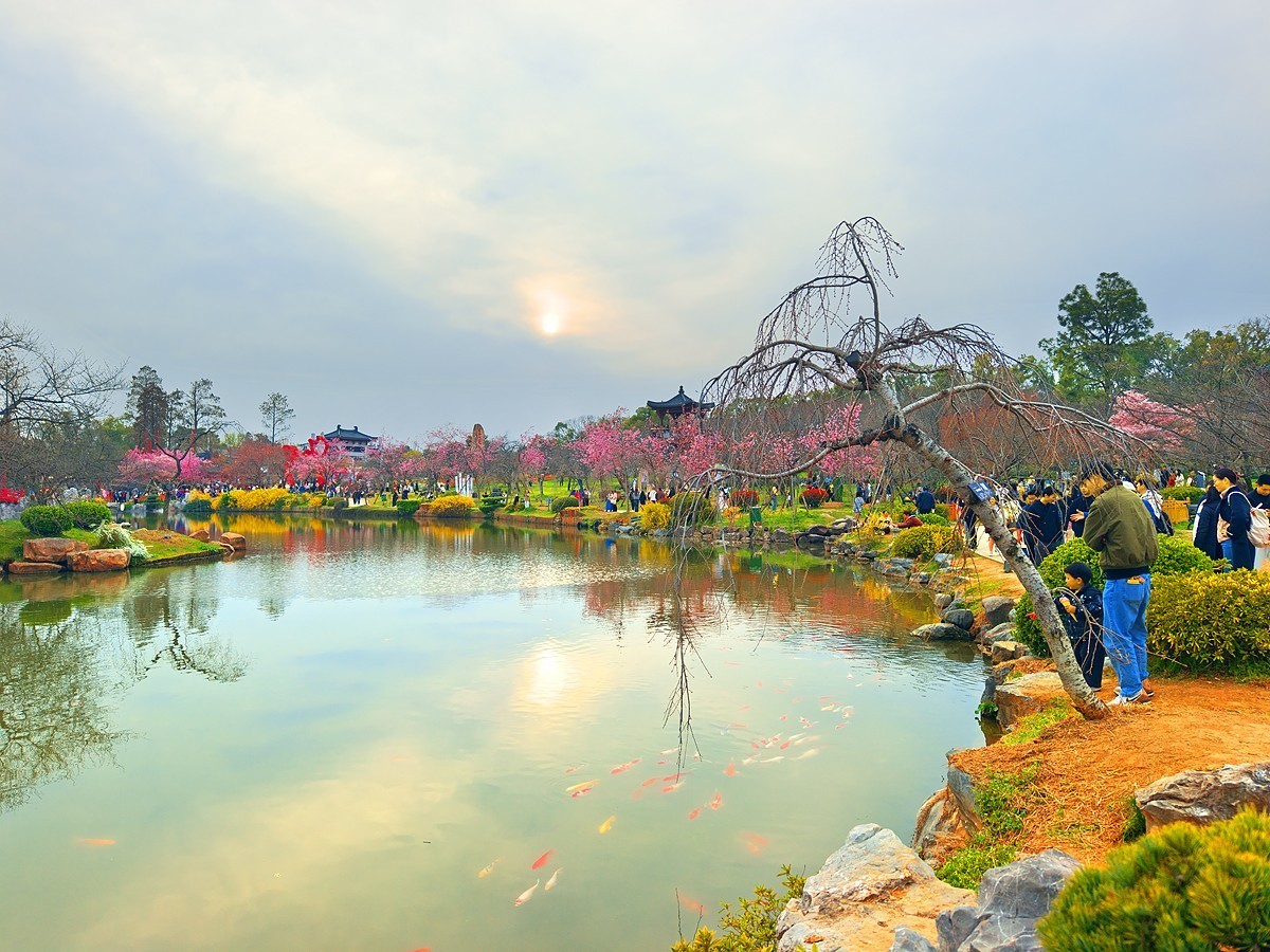武汉东湖樱花园7