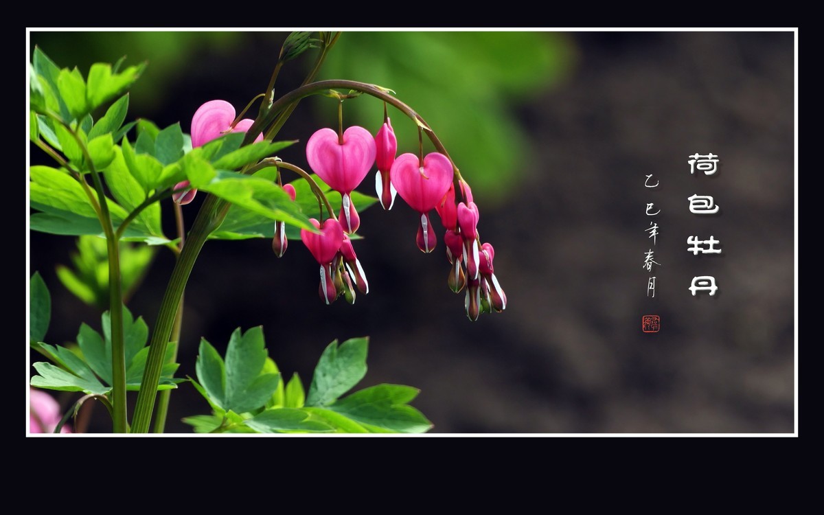 小巧玲珑的荷包牡丹