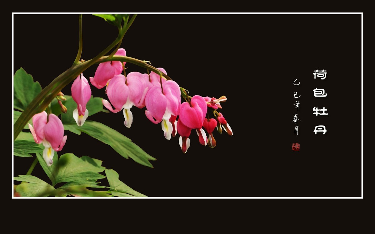 小巧玲珑的荷包牡丹