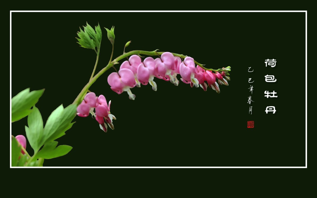 小巧玲珑的荷包牡丹