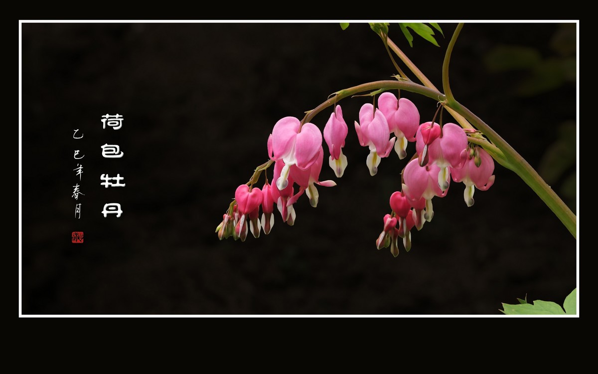 小巧玲珑的荷包牡丹