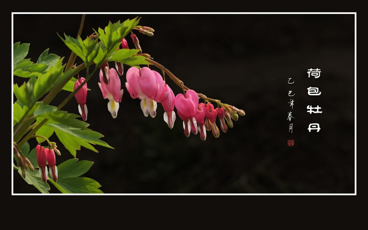 小巧玲珑的荷包牡丹