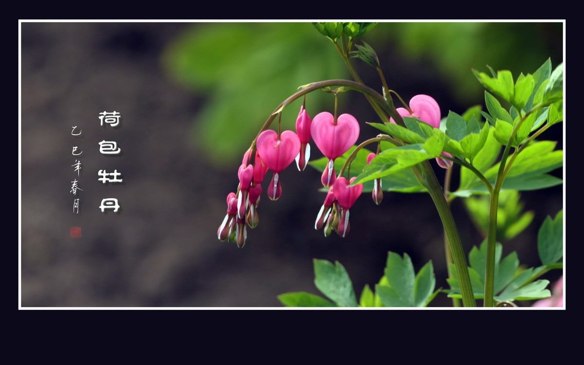 小巧玲珑的荷包牡丹