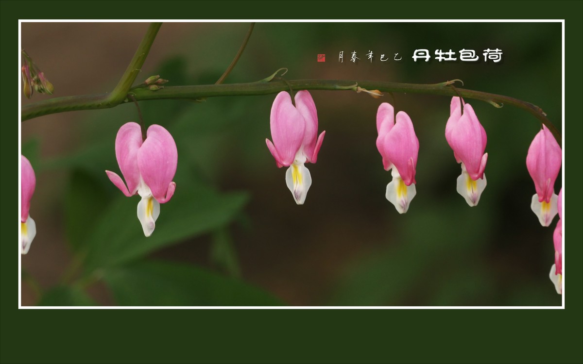 小巧玲珑的荷包牡丹