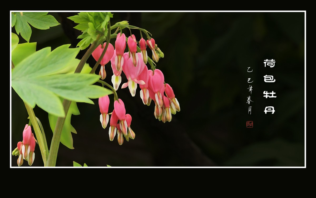 小巧玲珑的荷包牡丹