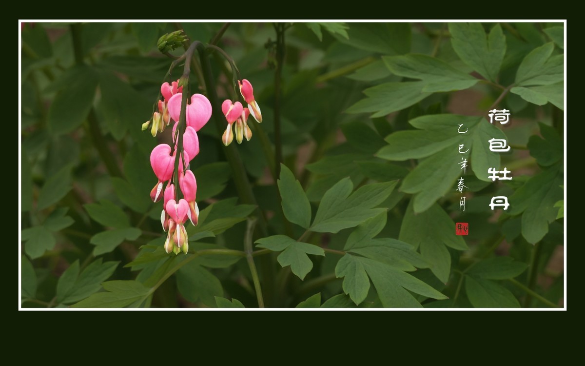 小巧玲珑的荷包牡丹