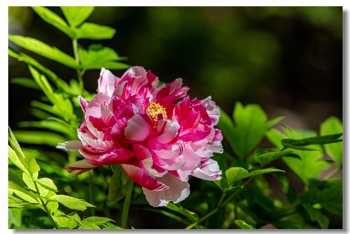 景山牡丹动京城【二】