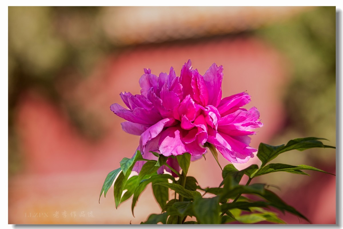 景山牡丹动京城【二】