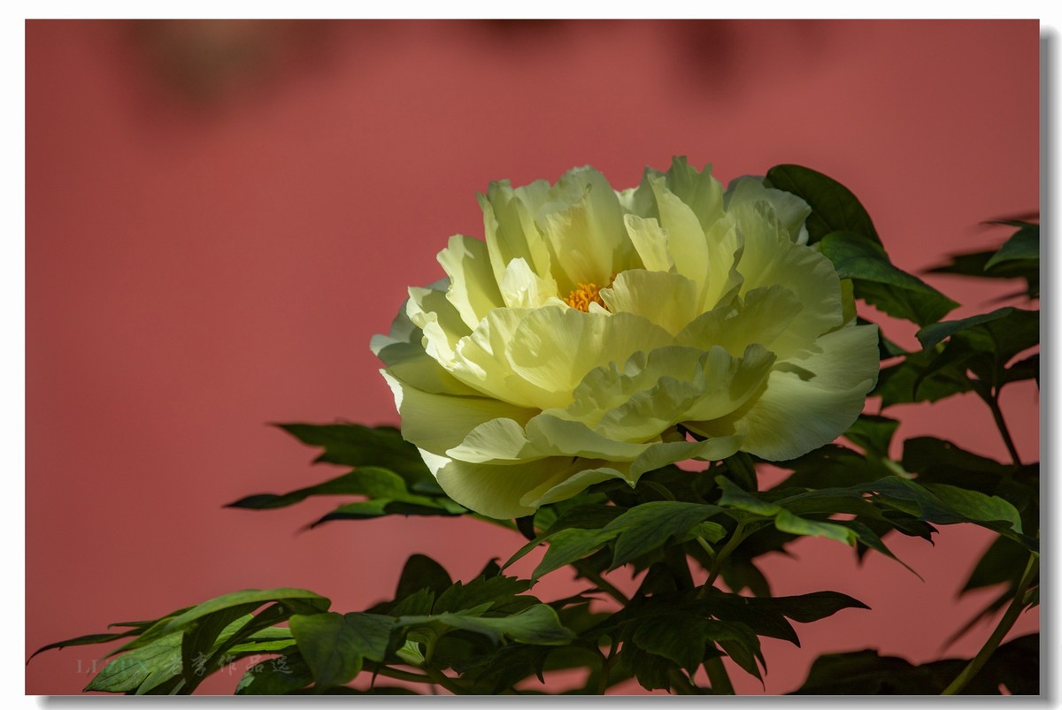 景山牡丹动京城【二】