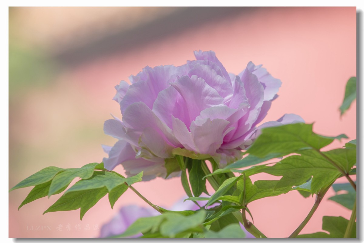 景山牡丹动京城【二】