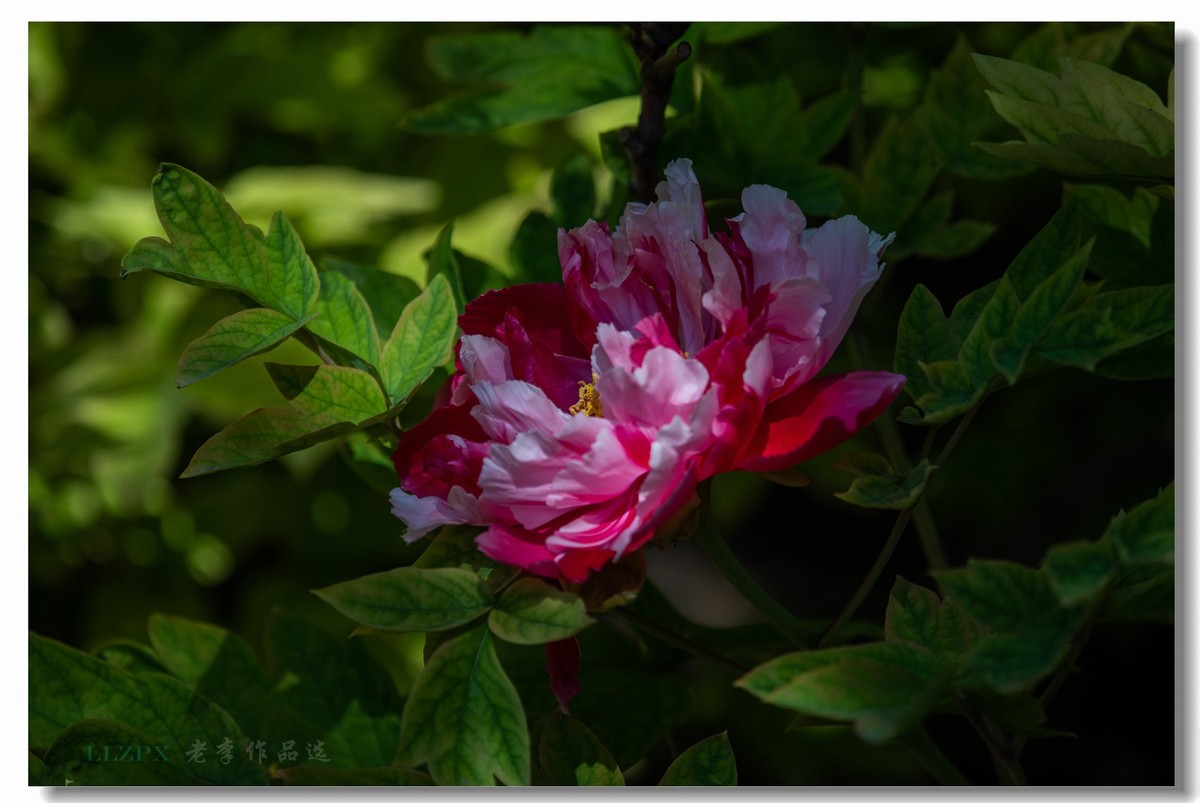 景山牡丹动京城【二】