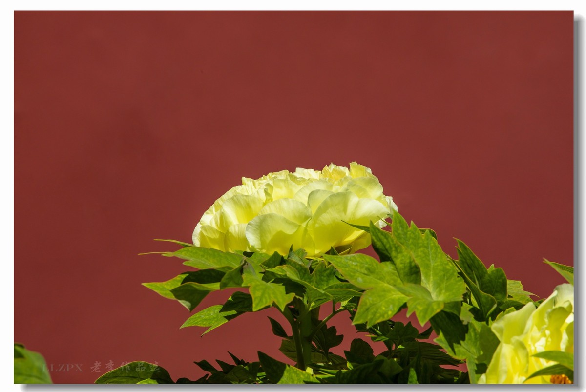 景山牡丹动京城【二】