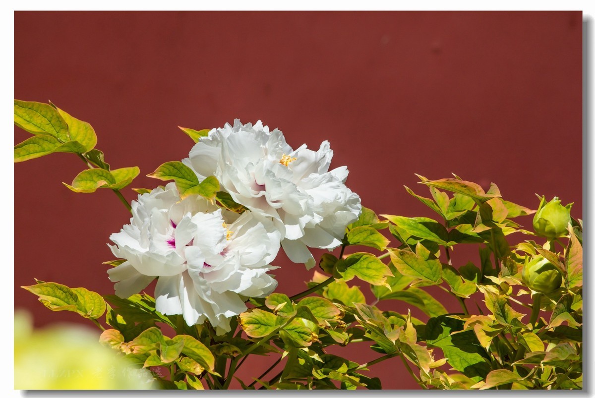 景山牡丹动京城【二】