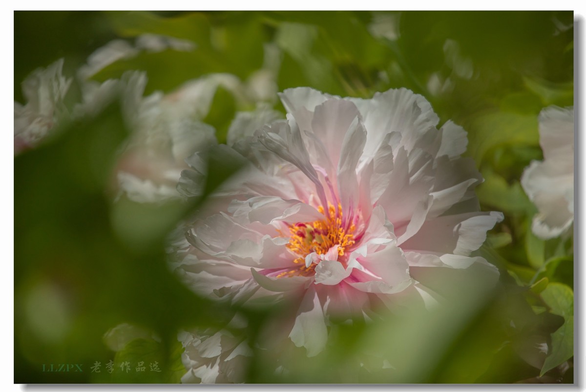 景山牡丹动京城【二】