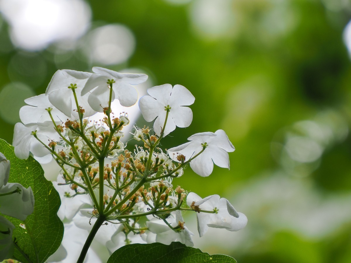 喜鹊鸣春唱不休（附红色的山楂花和欧洲荚蒾）
