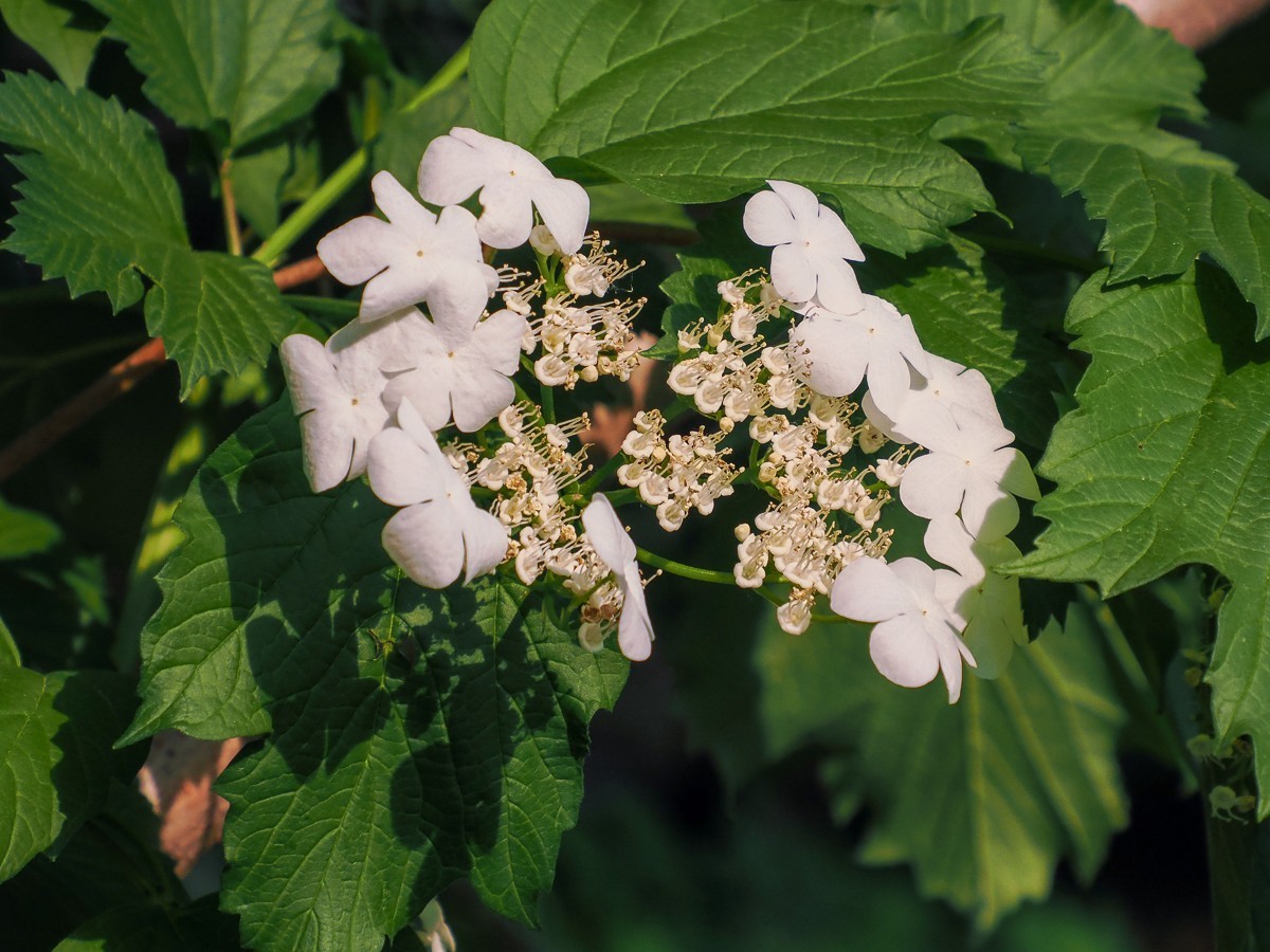 喜鹊鸣春唱不休（附红色的山楂花和欧洲荚蒾）