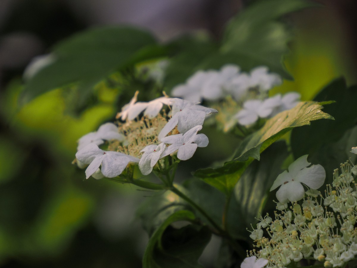 喜鹊鸣春唱不休（附红色的山楂花和欧洲荚蒾）
