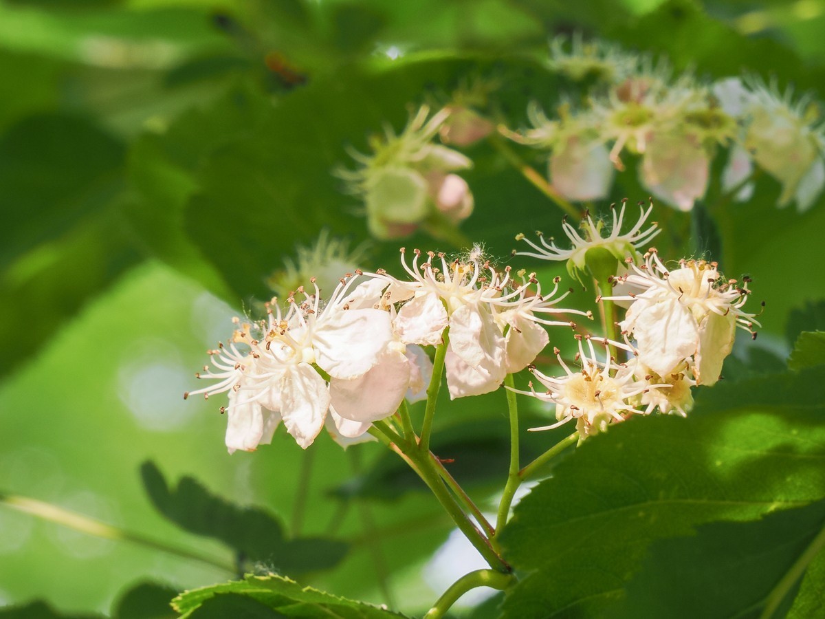 喜鹊鸣春唱不休（附红色的山楂花和欧洲荚蒾）
