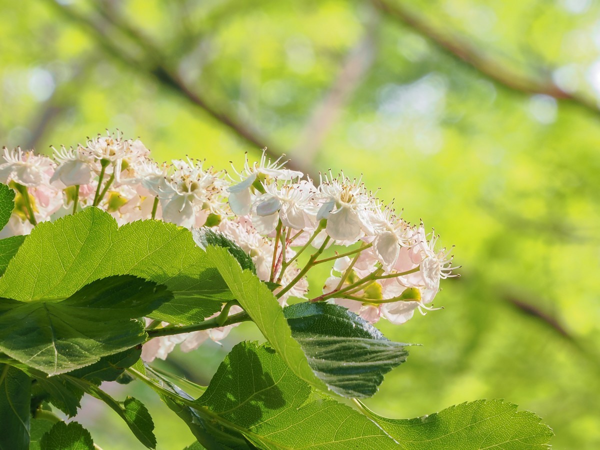 喜鹊鸣春唱不休（附红色的山楂花和欧洲荚蒾）