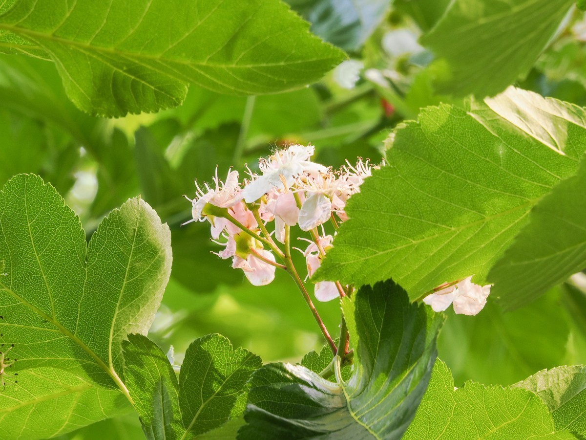 喜鹊鸣春唱不休（附红色的山楂花和欧洲荚蒾）