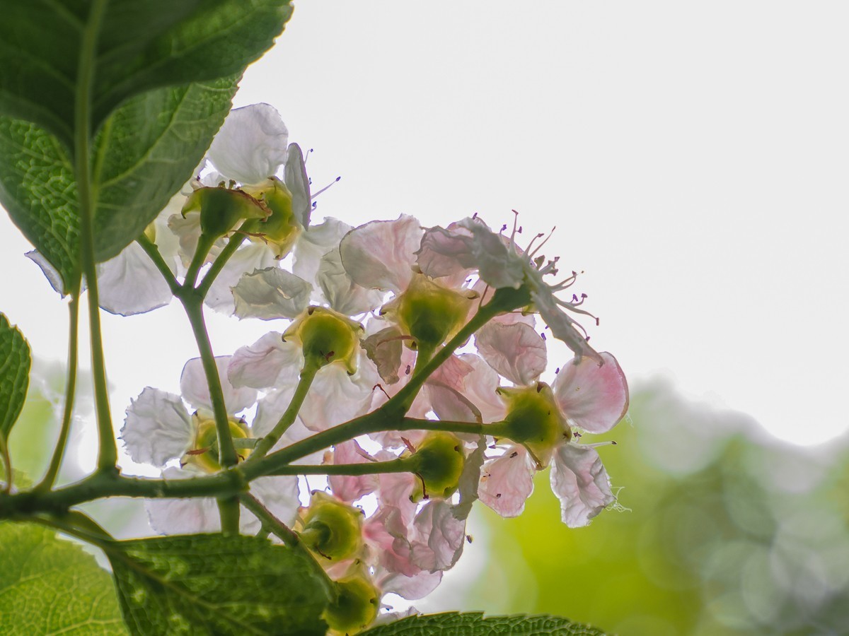 喜鹊鸣春唱不休（附红色的山楂花和欧洲荚蒾）