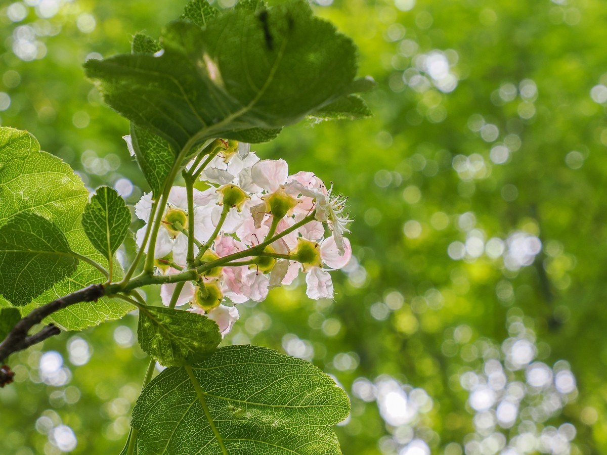 喜鹊鸣春唱不休（附红色的山楂花和欧洲荚蒾）