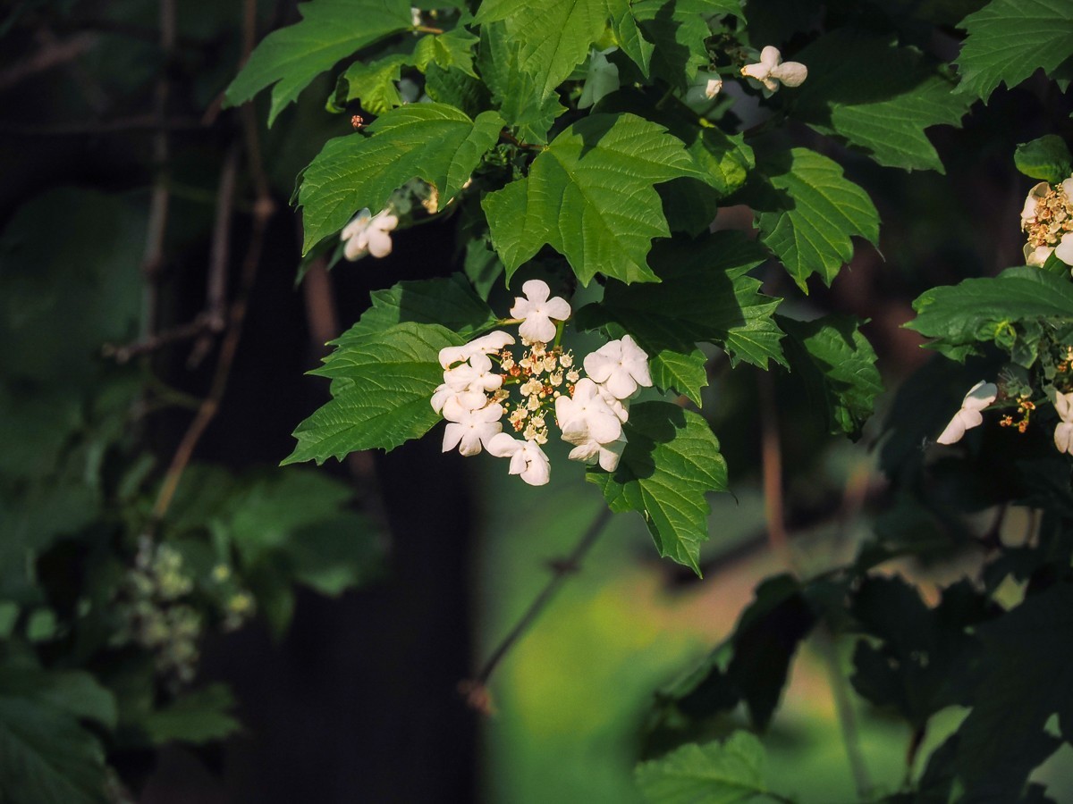 喜鹊鸣春唱不休（附红色的山楂花和欧洲荚蒾）
