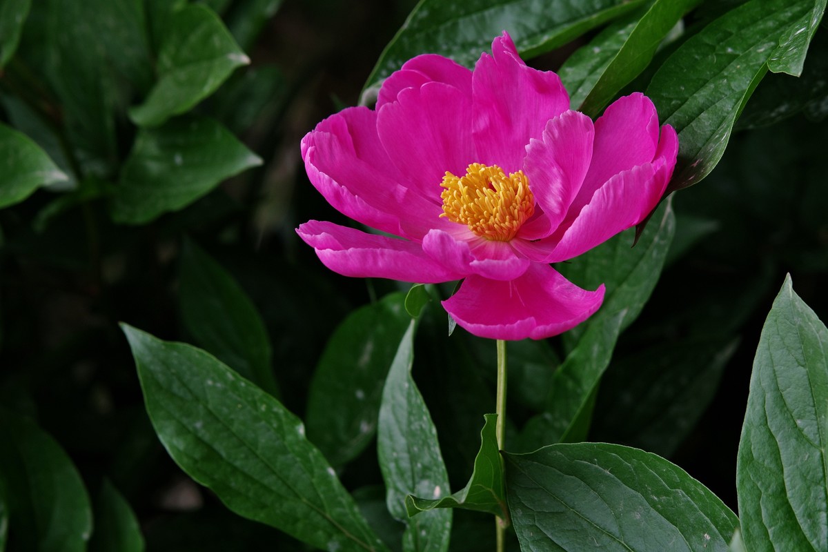 芍药-续