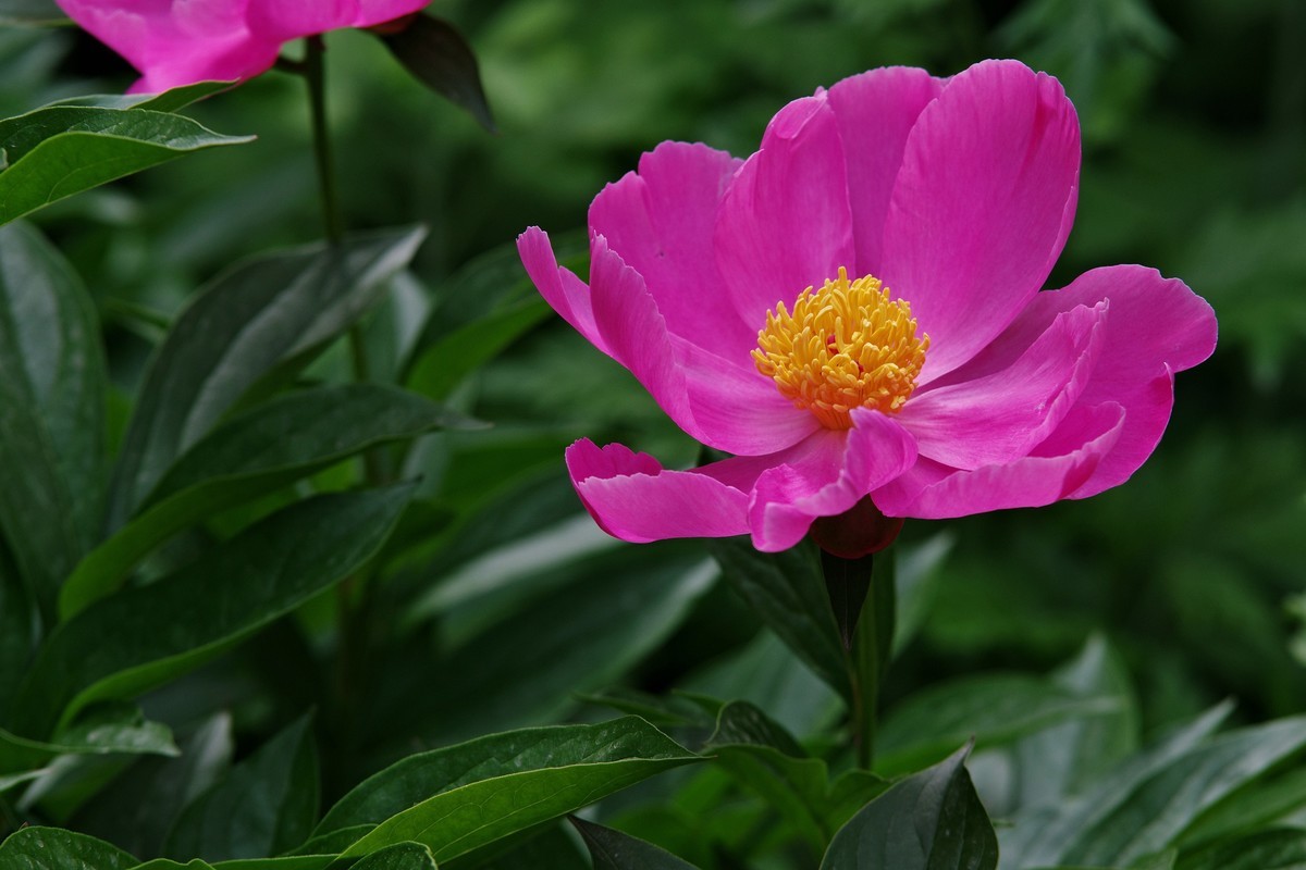 芍药花