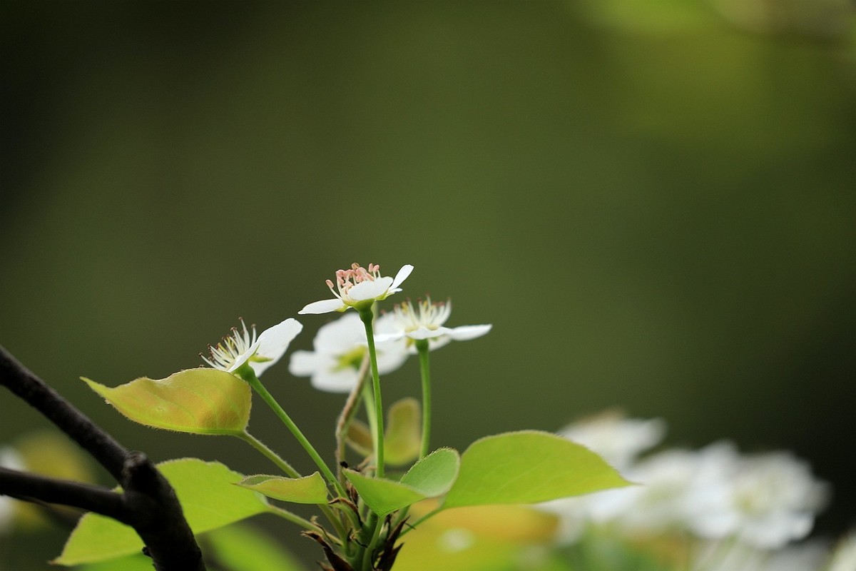 梨花【一】2025.121