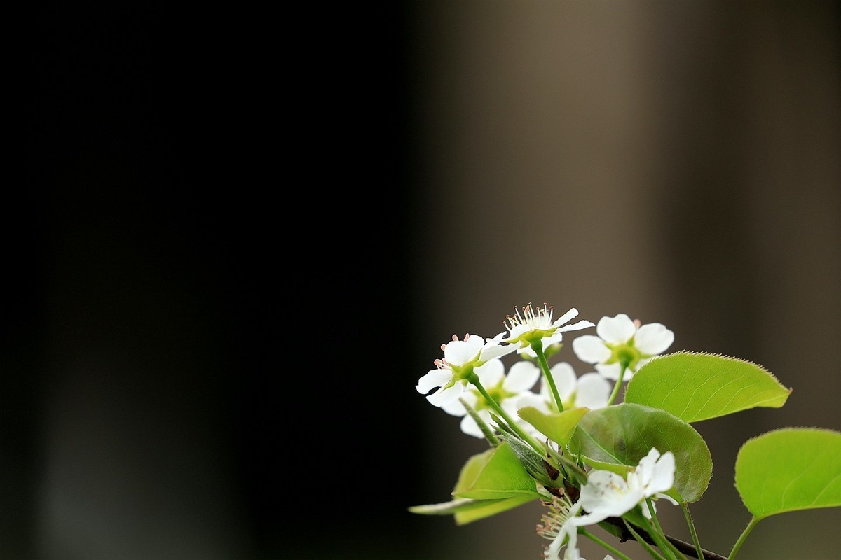 梨花【一】2025.121