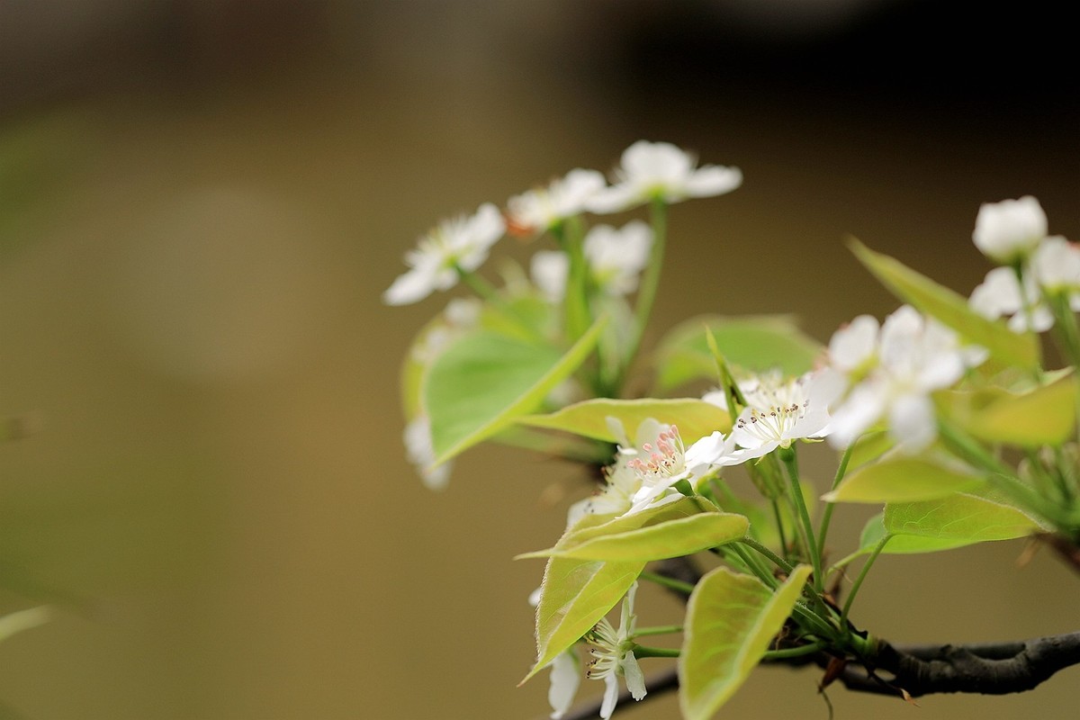 梨花【一】2025.121