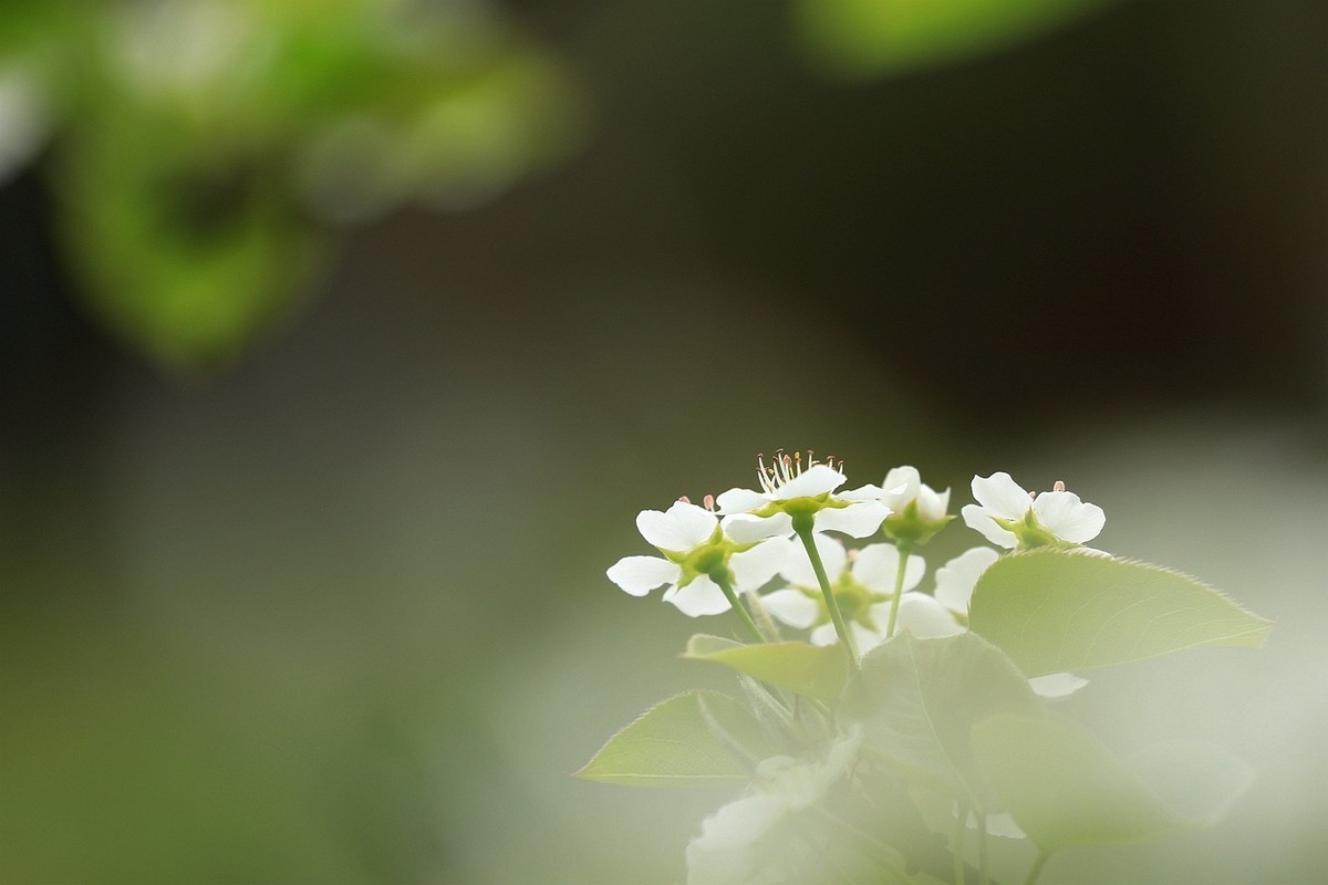 梨花【一】2025.121