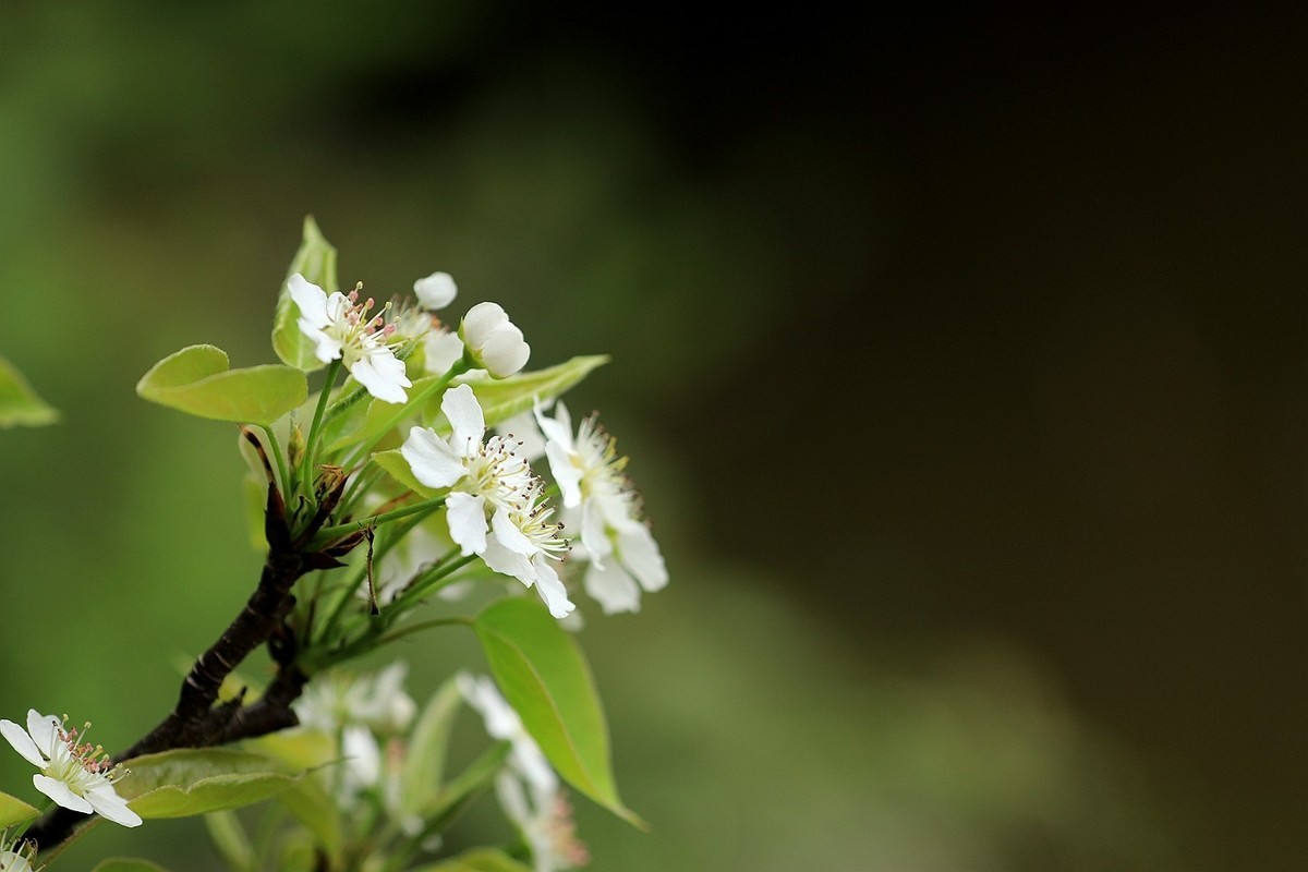 梨花【一】2025.121