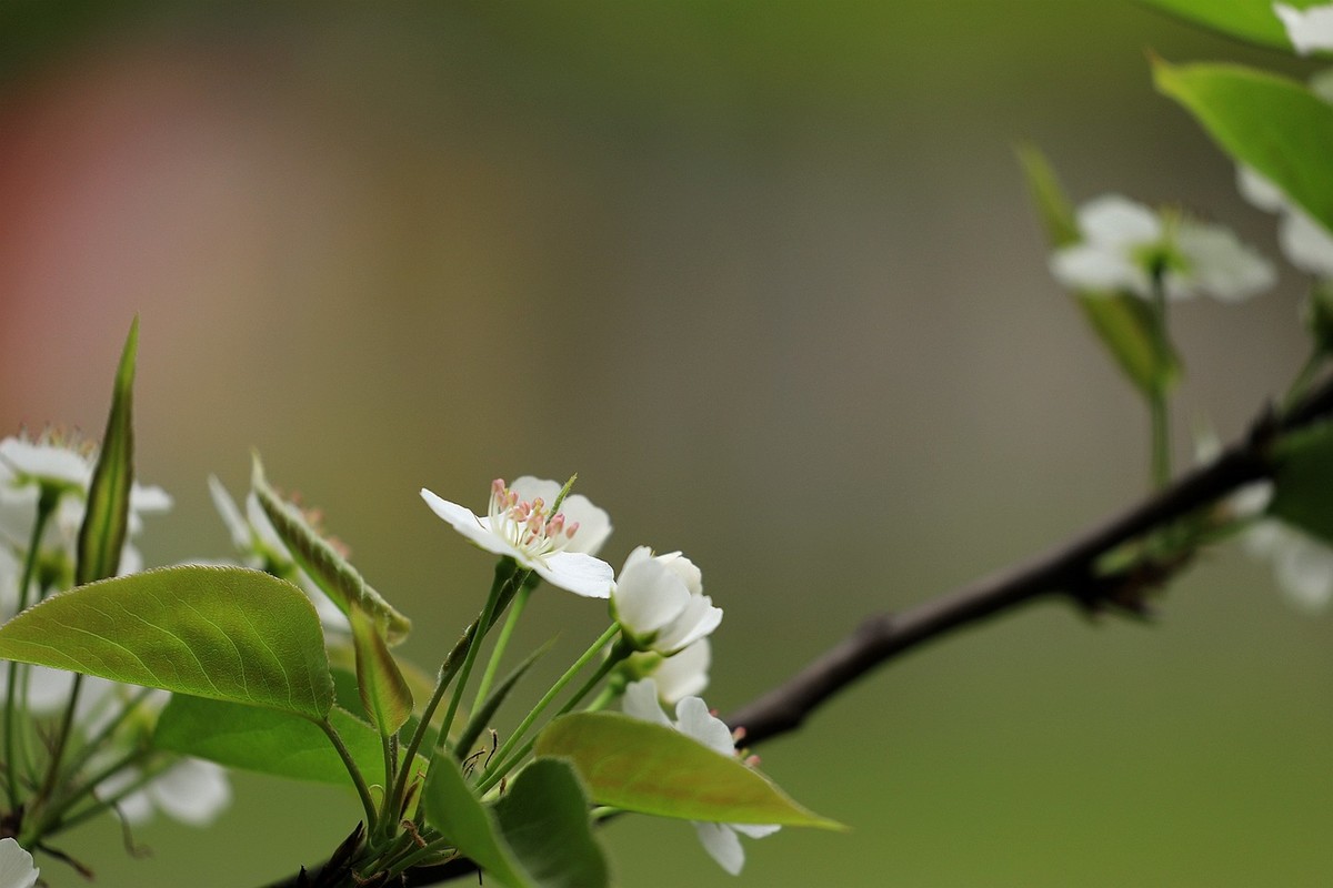 梨花【一】2025.121