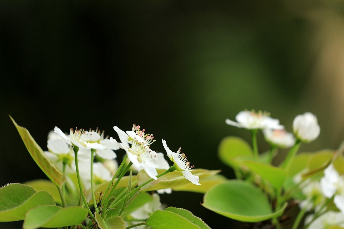 梨花【一】2025.121