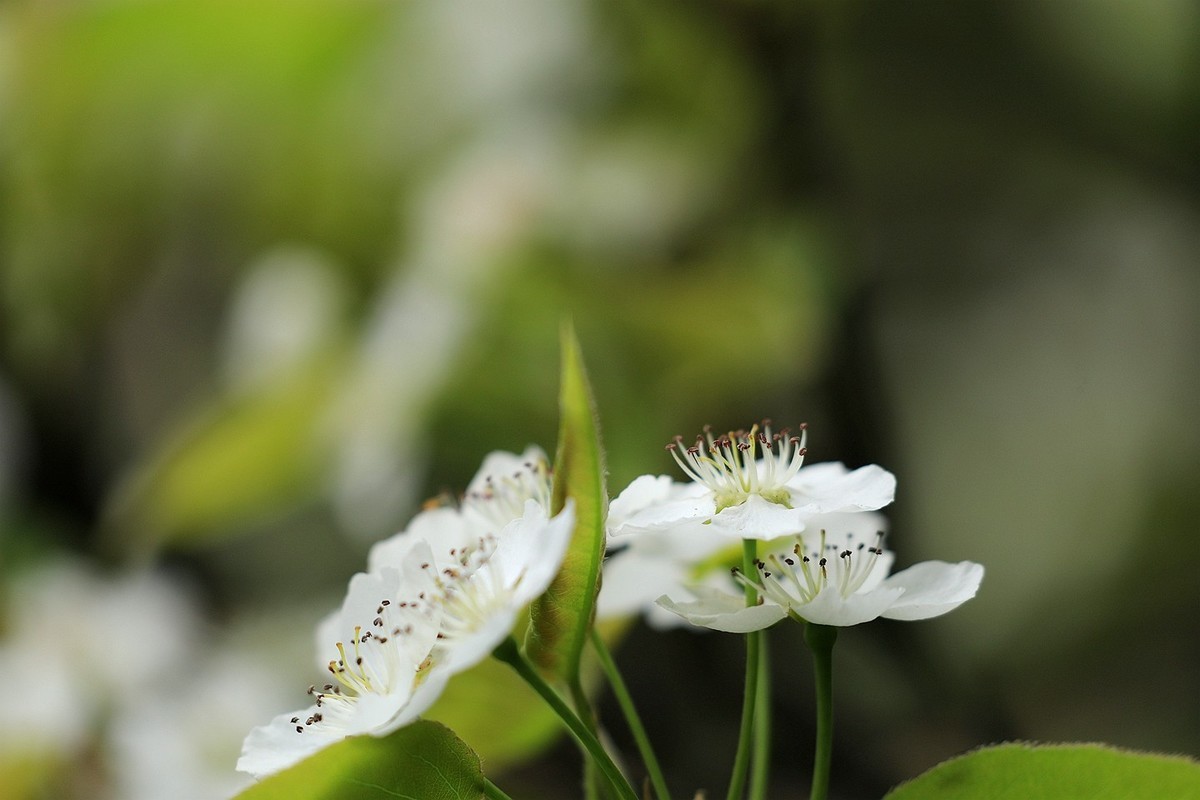 梨花【一】2025.121