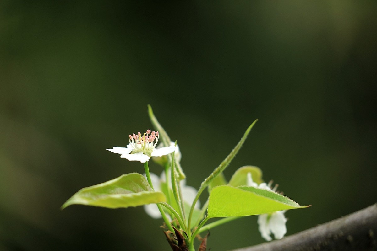 梨花【一】2025.121