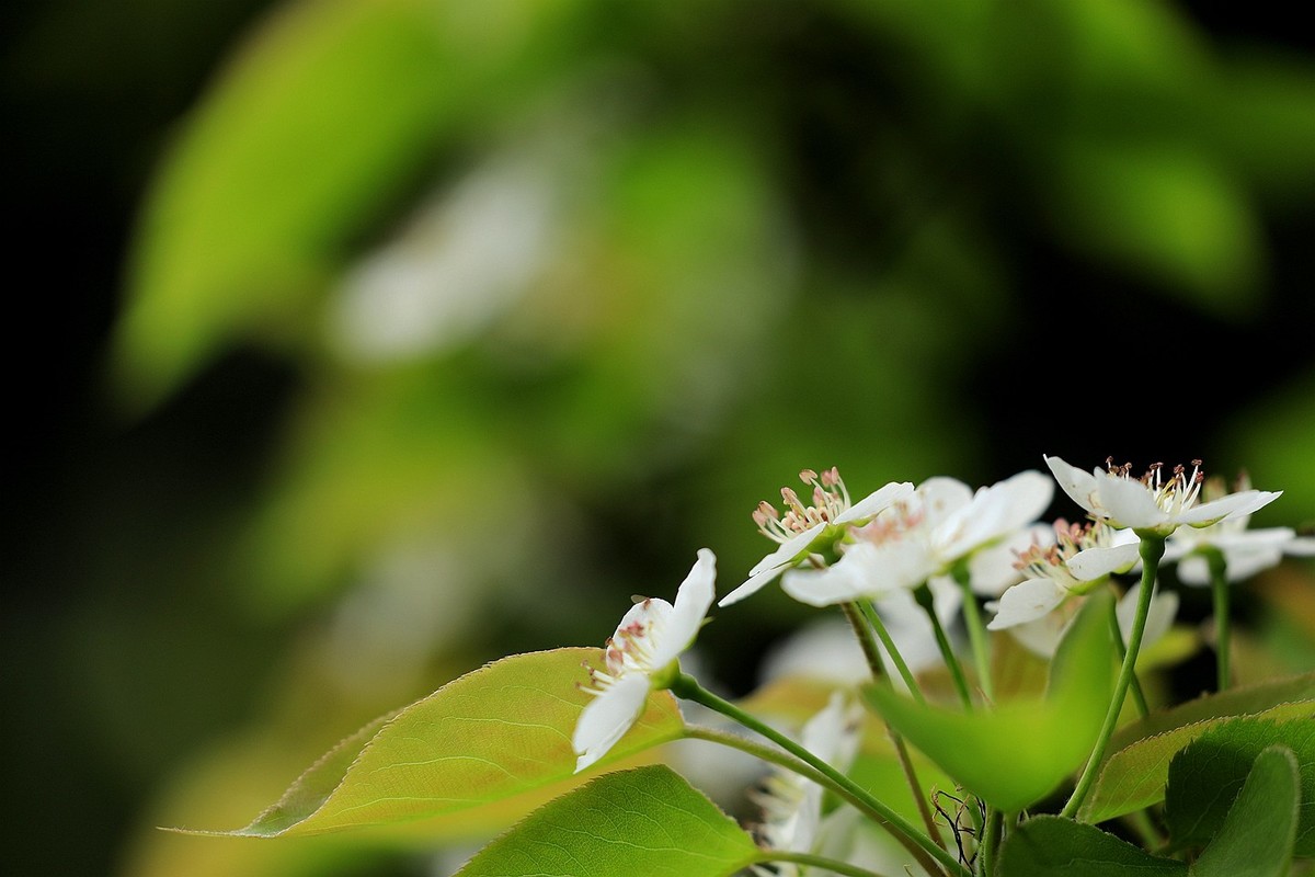 梨花【一】2025.121