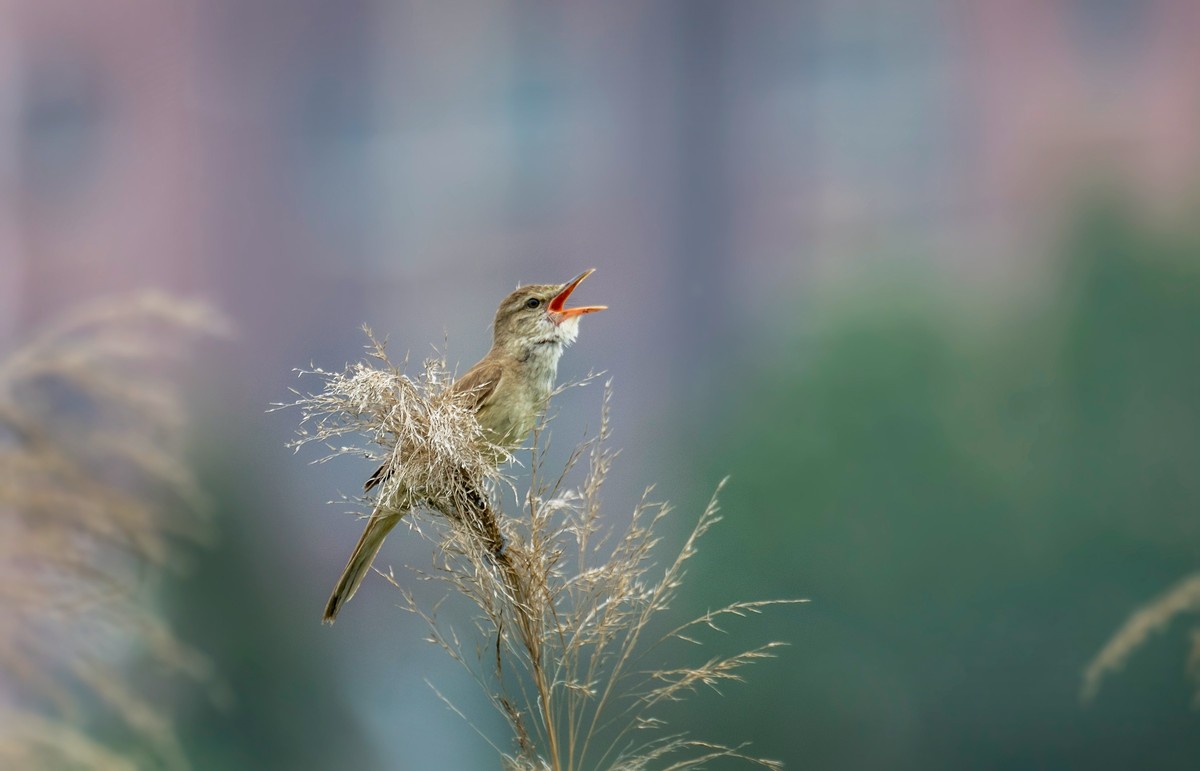 爱唱歌的大苇莺（二十三）