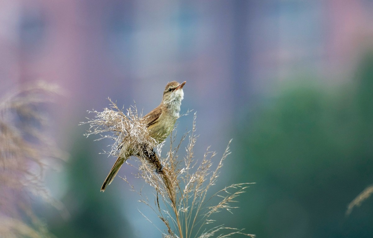 爱唱歌的大苇莺（二十三）