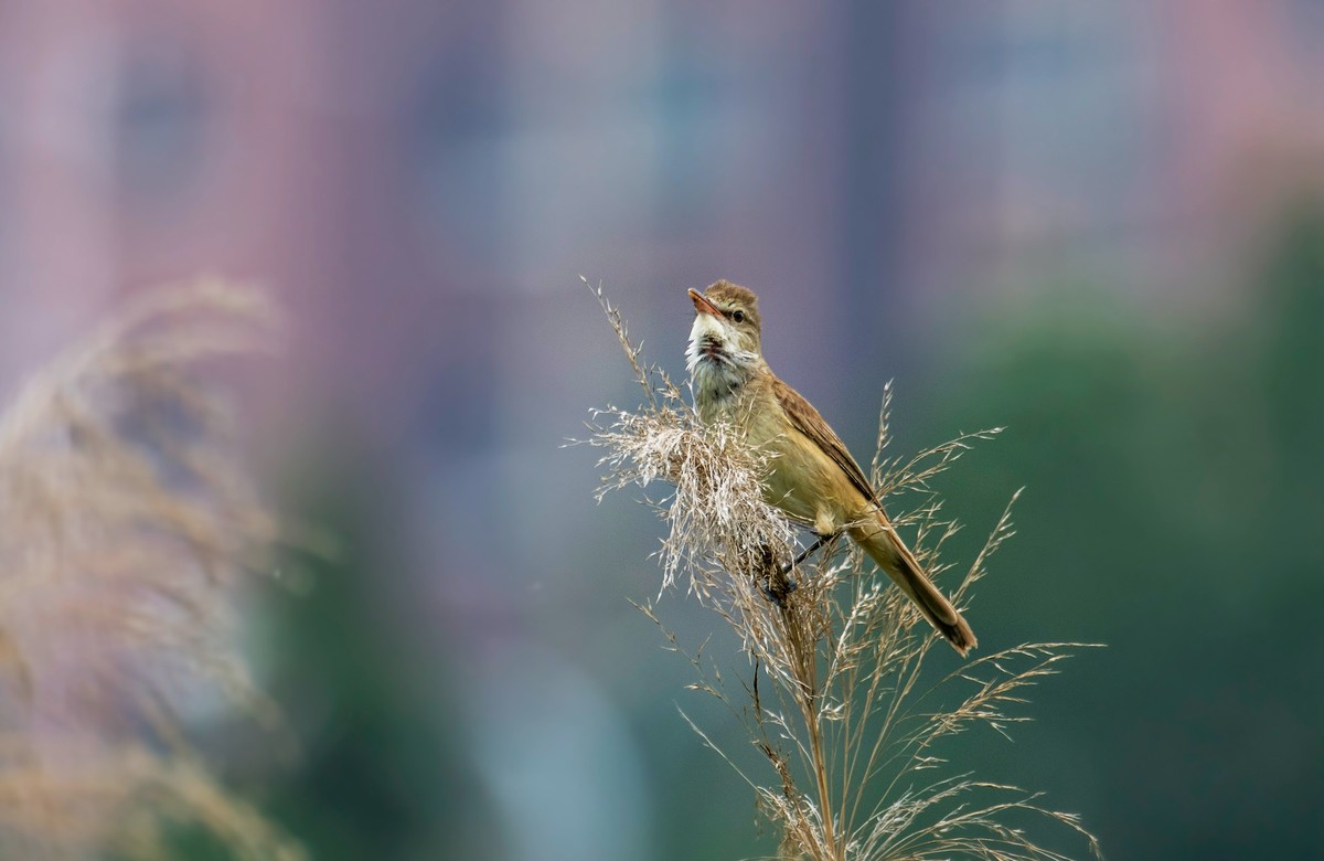 爱唱歌的大苇莺（二十三）
