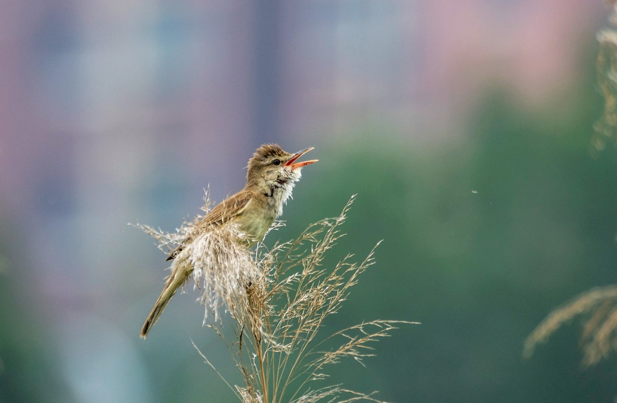 爱唱歌的大苇莺（二十三）