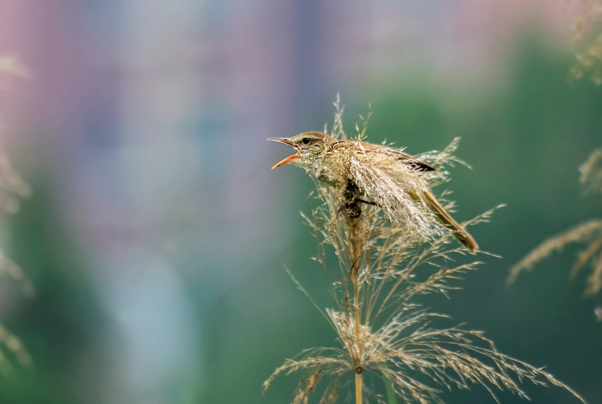 爱唱歌的大苇莺（二十三）