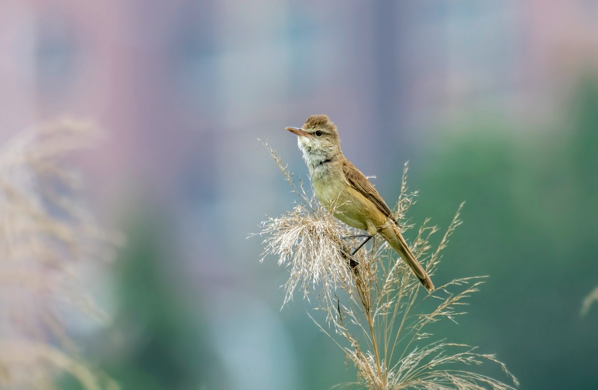 爱唱歌的大苇莺（二十三）