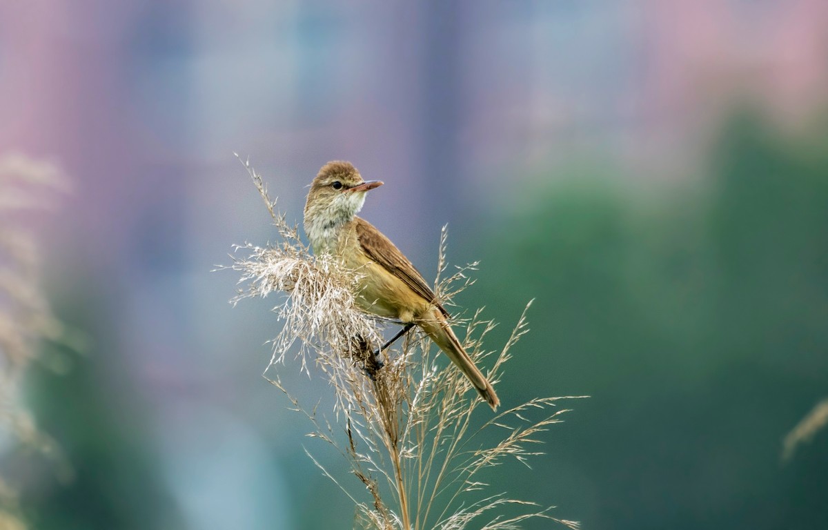 爱唱歌的大苇莺（二十三）